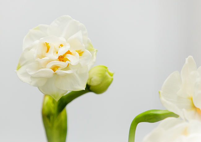 narcis detail original foto